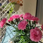 Le Farfalle Di Bed & Breakfast Armeno